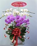 Hoa Lan Khai Trương 00115